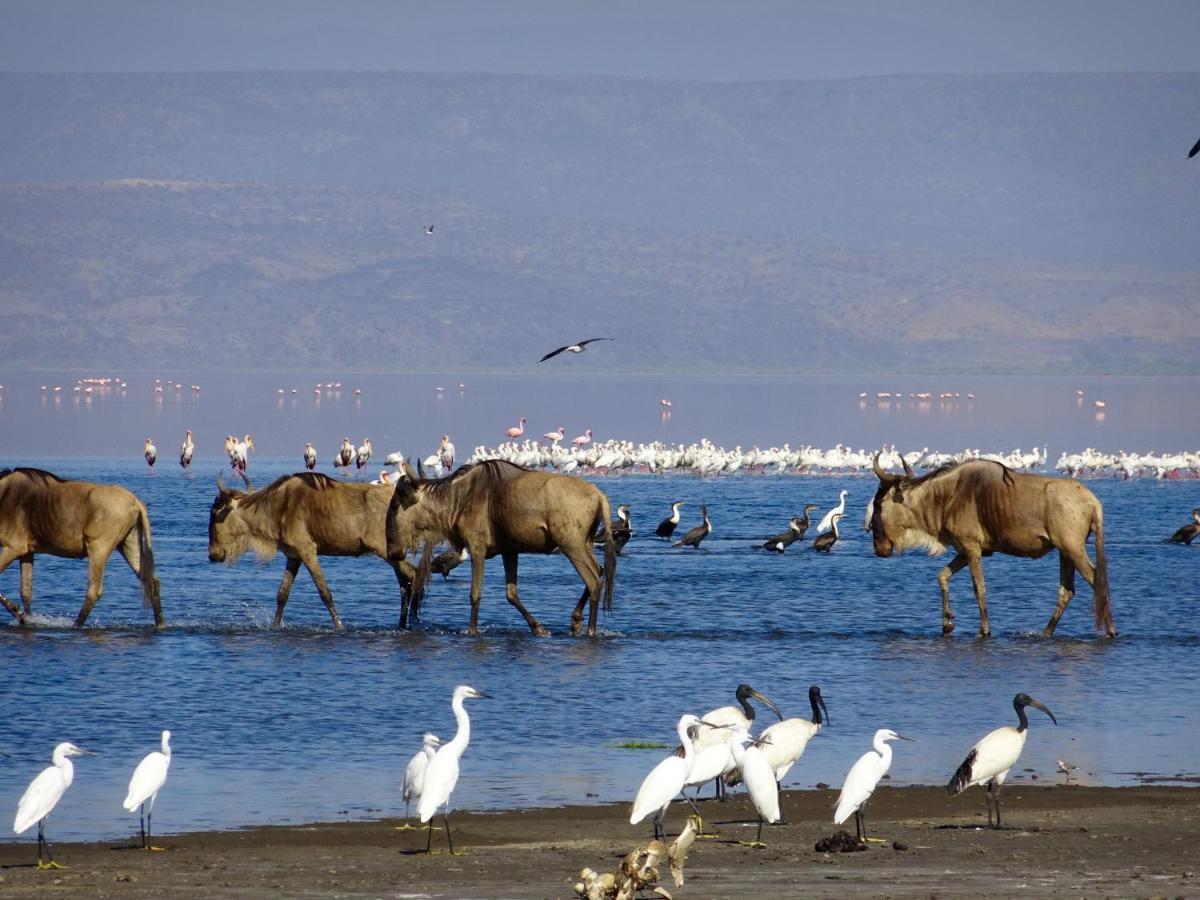 Africa Safari Lake Natron Mtowabaga Екстер'єр фото